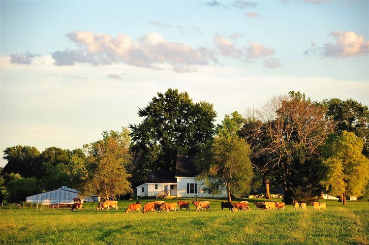 Farm View
